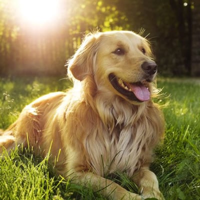 dog5